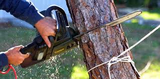 Best Root Management and Removal  in Chester, CA