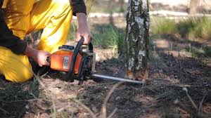 Best Firewood Processing and Delivery  in Chester, CA