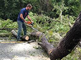 Best Tree Trimming and Pruning  in Chester, CA