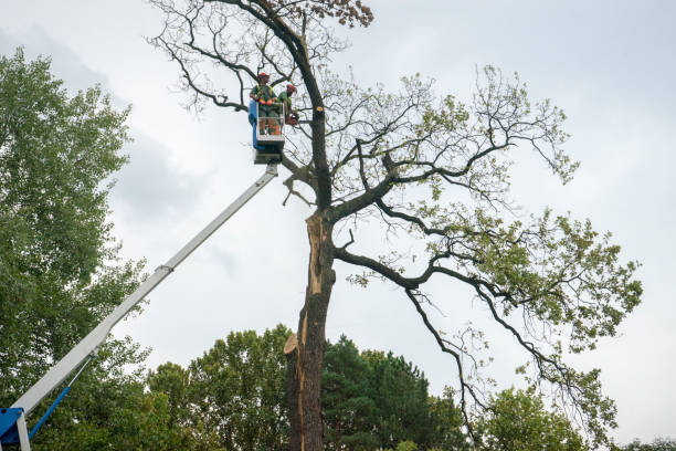Best Leaf Removal  in Chester, CA