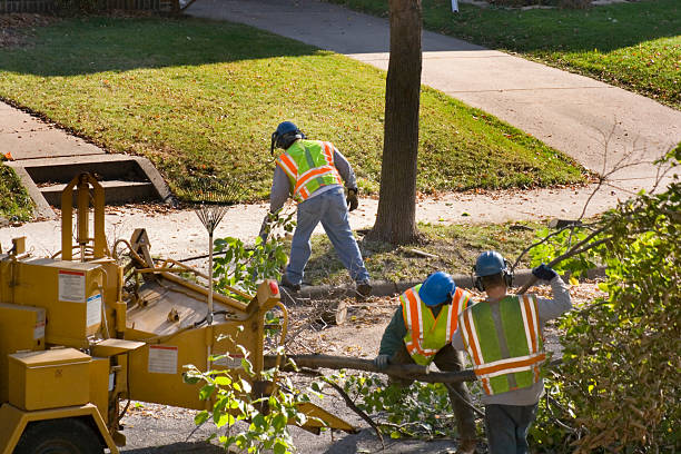 Best Lawn Renovation and Restoration  in Chester, CA