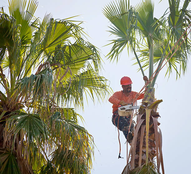 Best Arborist Consultation Services  in Chester, CA