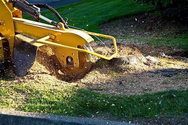 Best Storm Damage Tree Cleanup  in Chester, CA