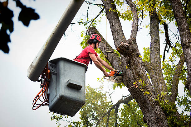 How Our Tree Care Process Works  in  Chester, CA