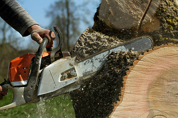 Best Tree Cabling and Bracing  in Chester, CA