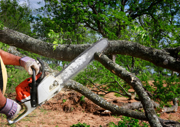Best Tree Preservation Services  in Chester, CA